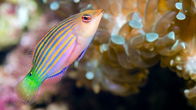 Los mejores peces limpiadores del mundo