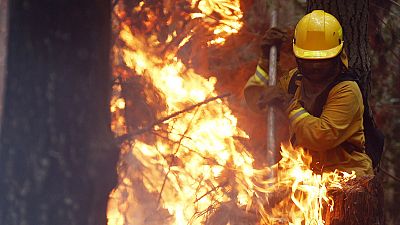 Al menos 34 personas han sido procesadas por causar los últimos incendios forestales en Chile