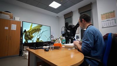 'Mentre no em passi a mi', aquesta setmana a 'El escarabajo verde'