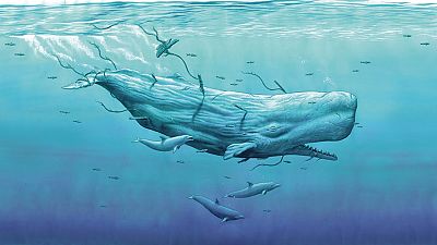 Mocha Dick, la ballena que inspiró 'Moby Dick'