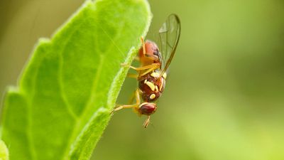 Detectados por primera vez en España tres ejemplares de mosca oriental de la fruta. Detectados por primera vez en España tres ejemplares de mosca oriental de la fruta.