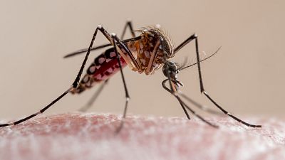 Lo que no sabías del animal que más muertes provoca: ¡Los mosquitos! ¿Se pueden evitar sus picaduras?
