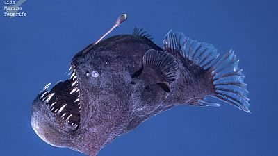 Muere el pez diablo negro descubierto en aguas de Tenerife
