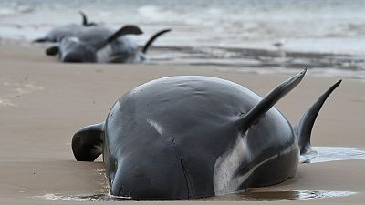 Mueren cerca de 380 ballenas piloto tras quedar varadas en las costas de Tasmania