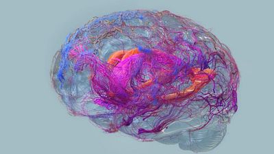 Una imagen visualiza un cerebro humano con una apariencia translúcida, mostrando las intrincadas conexiones neuronales en su interior, representadas en una variedad de colores que sugieren la actividad cerebral. Una imagen visualiza un cerebro humano con una apariencia translúcida, mostrando las intrincadas conexiones neuronales en su interior, representadas en una variedad de colores que sugieren la actividad cerebral.