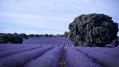 Campo de lavanda en Brihuega Campo de lavanda en Brihuega