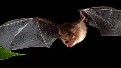 Los murciélagos se reivindican como un excelente insecticida natural para evitar las plagas