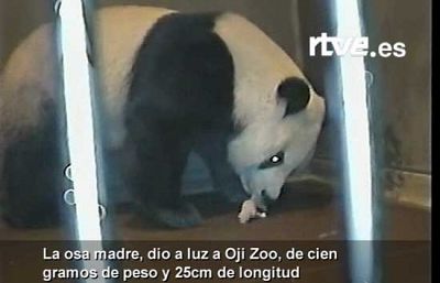 Cámara en línea para ver el oso panda recién nacido