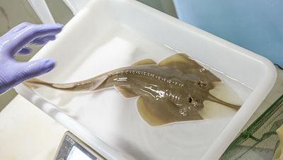 Nace el primer pez guitarra en el Oceanogràfic de Valencia, una especie en peligro crítico de extinción