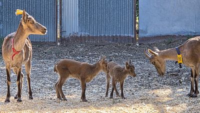 Nacen las primeras cabras salvajes por fecundación in vitro, un hito que podría salvar a otras especies en extinción