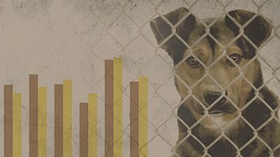La Navidad trae más mascotas, pero los refugios siguen saturados: datos del abandono de perros y gatos en España