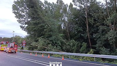 Arbres caiguts al costat d'una carretera a Vidreres (Selva) per les tempestes. | Bombers de la Generalitat