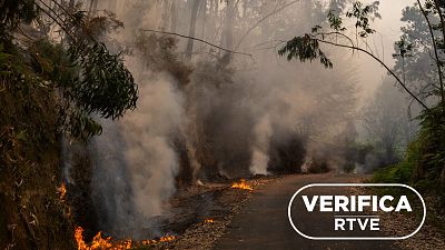 "No nos dejan limpiar el monte": por qué se malinterpreta la ley según ecologistas, ingenieros y agricultores