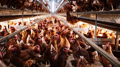 La OMS certifica el primer caso humano de gripe aviar en una niña de dos años en Australia