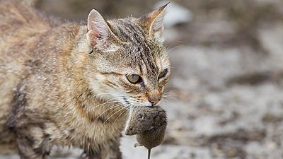 Animales asesinos: el toxoplasma