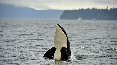 Las orcas "asesinas" son en realidad pacíficas y sensibles