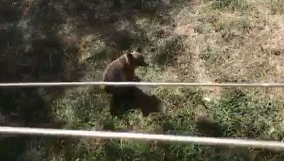 La osezna Alba, trasladada a León para completar su adaptación al medio natural