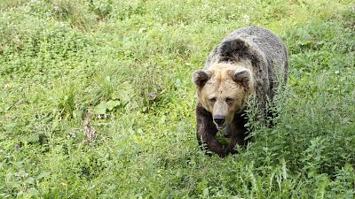 El oso pardo regresa a las sierras de León, Zamora y Ourense después de más de 150 años