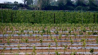 L'extrema sequera posa contra les cordes el sector agrícola