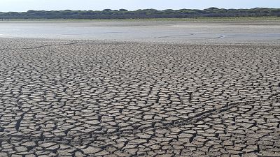 El parque de Doñana registra su cifra más baja de aves y una temperatura récord en 2023