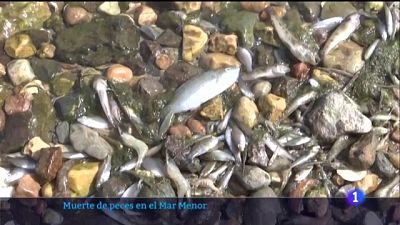 Los vecinos del Mar Menor, desesperados por la aparición de peces muertos: "Vemos un cambio climático muy importante"