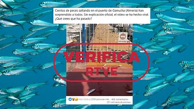 Los peces que saltan a tierra en Almería huyen de un depredador