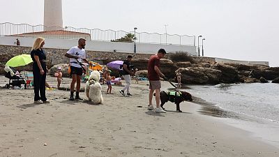 Un equipo de perros compuesto por labradores y un caniche socorre la playa de Las Lindes en Torrox, Málaga