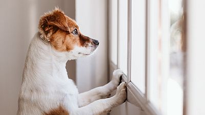 Más adopciones pero menos horas de paseo y aumento de la ansiedad: así han vivido los perros la pandemia