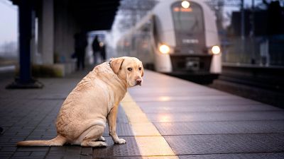 Perros al tren: estas mascotas de hasta 40 kilos podrán viajar en todos los trenes de Renfe desde el 21 de julio
