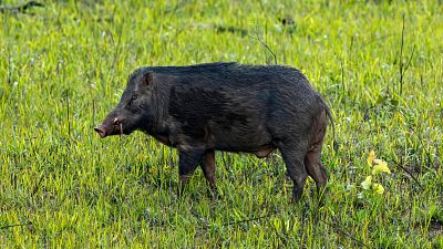 Detectados cuatro nuevos casos de peste porcina africana en jabalíes muertos en Cataluña