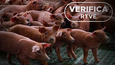 Peste porcina y gripe aviar: la carne importada en España sí pasa controles