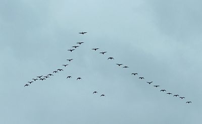 ¿Por qué las aves migran en formación de uve?