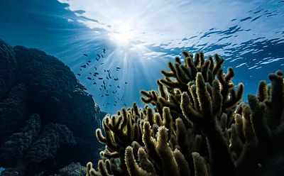 Cinco motivos para dar gracias a los mares y océanos