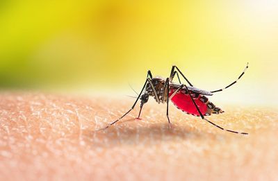 ¿Por qué los mosquitos nos pican a unos más que a otros?