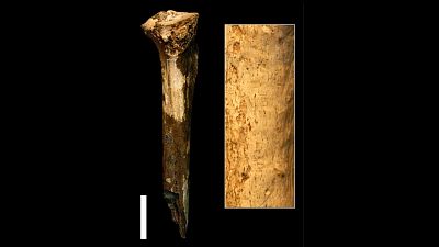 La tibia de un homínido apunta al caso más antiguo de canibalismo conocido, datado hace 1,45 millones de años