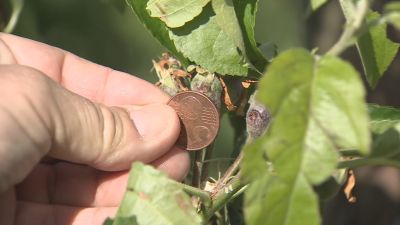 Preocupació al Baix Segre i el nord del Segrià pels efectes de la pedregada