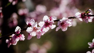 Una rama horizontal de árbol, cubierta de flores rosadas con centros más oscuros, se destaca sobre un fondo verde oscuro y difuminado, creando un contraste visual. Una rama horizontal de árbol, cubierta de flores rosadas con centros más oscuros, se destaca sobre un fondo verde oscuro y difuminado, creando un contraste visual.