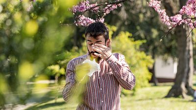 Alergia polen: por qué será más intensa esta primavera