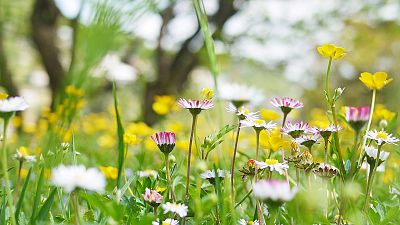 ¡Ya está aquí la primavera! ¿Por qué se dice que "la sangre altera"?