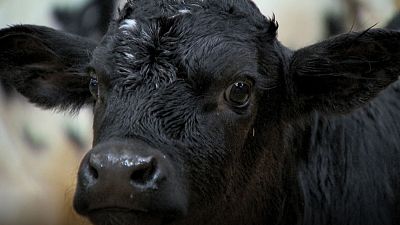 Imatge del bestiar boví en una granja Imatge del bestiar boví en una granja