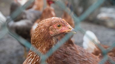 Detectan en Guadalajara el primer caso de gripe aviar en humanos de España
