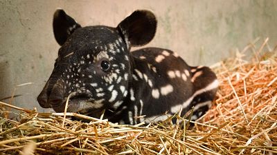 Nace la primera cría de tapir malayo en España: solo hay 2.500 ejemplares en estado salvaje