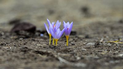 Buenas noticias de la semana del 1 al 7 de septiembre: primeros brotes tras los incendios