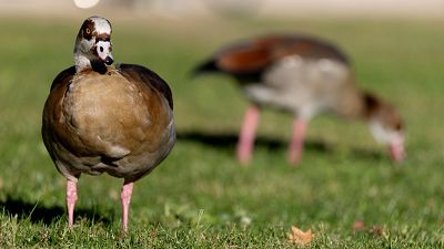 La gripe aviar obliga a prohibir la cría de aves de corral al aire libre en zonas de alto riesgo desde el lunes