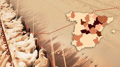Granja de gallinas con un mapa de España