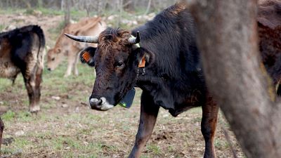 El Gremi de la Pagesia impulsa una xarxa solidaria per repoblar granges afectades per la DNC