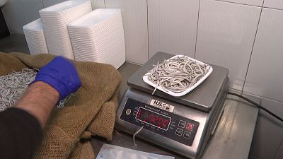 La pesca de la angula en España, cada vez más difícil