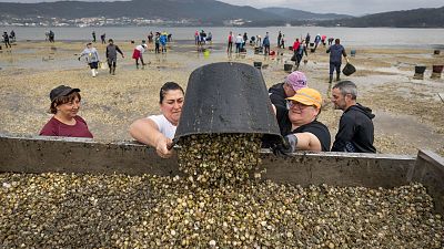 Un grupo de mariscadores trabaja en la ría, con varios individuos cerca de un contenedor lleno de conchas. Algunas personas vacían cubos, mientras que otros recolectan en la zona intermareal, con un cielo nublado de fondo. Un grupo de mariscadores trabaja en la ría, con varios individuos cerca de un contenedor lleno de conchas. Algunas personas vacían cubos, mientras que otros recolectan en la zona intermareal, con un cielo nublado de fondo.