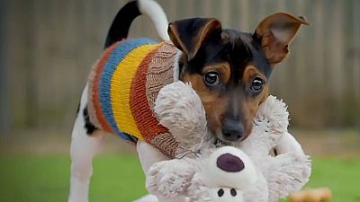 RTVE prepara 'Dog House', un emocionante formato sobre adopción de perros