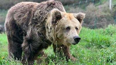 Sacrifican a la osa Paca, símbolo de la recuperación del oso pardo junto a su hermana Tola